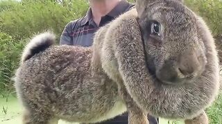 Flemish Giant Rabbit largest species of Rabbit