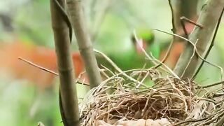 Beautiful birds wildlife birds