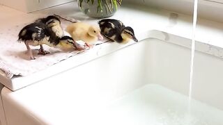 Our duckies