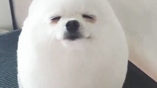 dog being shaved