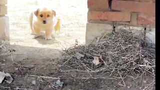 Puppy and chick