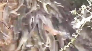Fresh water fish