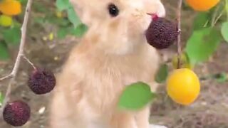 Rabbit eating fruit