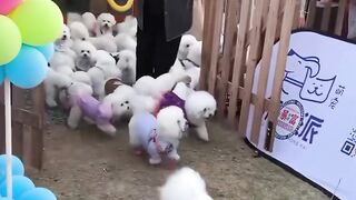 Little cuddle playing with other dogs