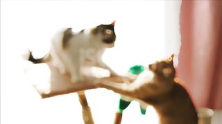 Cat funny