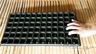 SCALES