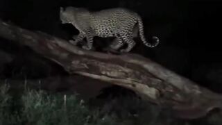 Nature life...animals