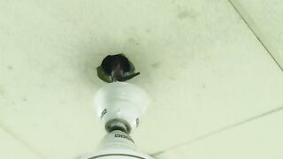 Fan in ceiling