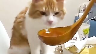 Cats Being Cats - Gatos siendo gatos ????????  #cats  #catslover #amomeugato #gatos