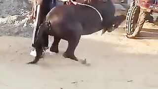 Zo‘r vidyo