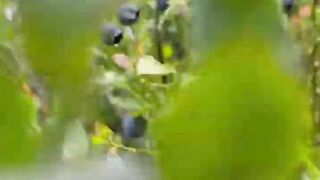 Nature #blueberry #heidelbeeren #eating #essen #mountains #c