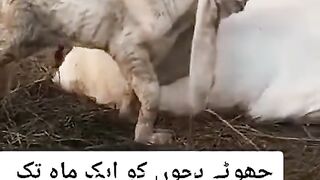 Choty bachon ko ik mAh tak maa ka dood pilyen