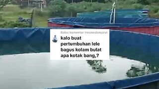5 faktor penunjang pertumbuhan ikan lele❗Dijamin ikan lele cepat besar