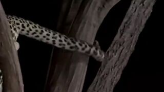 Nature life...animals
