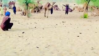 Camel Dance