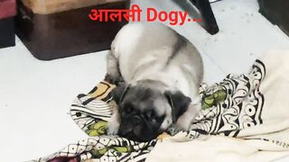 Lazy Puppy