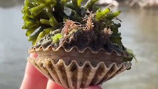 The eyes of a scallop They are the dots you see when the shell opens