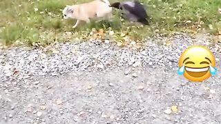 Funny