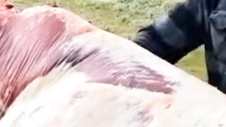 Nice video please subscribe my chainal