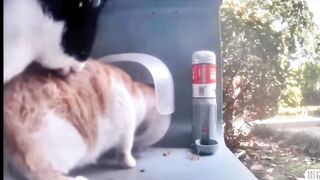 A cat ate a cat ????