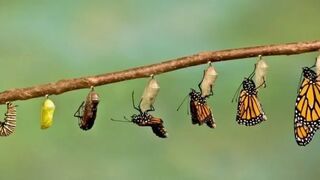 Amazing metamorfosis of butterfly