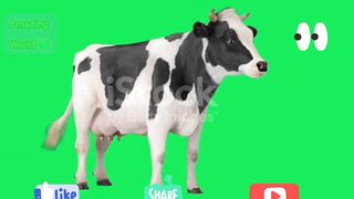 Some interesting Facts about Cows which you probably don't know.