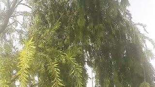 Sudden storm with crazy wind