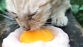Asmr Cat eat egg