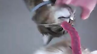 Battle cats beef raw cat asmr