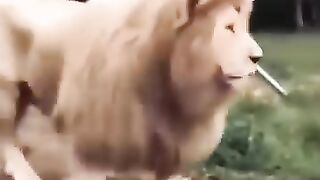 Break your ribs with laughter