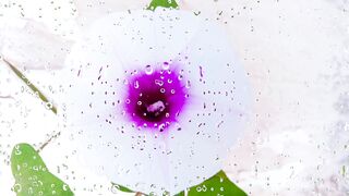 Sweet Potato Flower