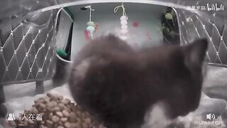 Coal Ball Baby???? bewildered by being hit with freeze-dried food