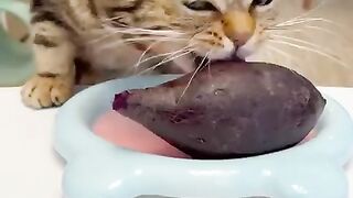Cat eat sweet potato