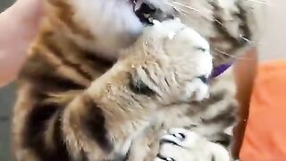 Asmr cat eat vegetable
