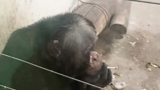 Meet Timothy.. The smoking monkey