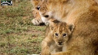 The life of a lion. Scene 1