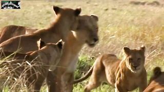 The lion family. Scene2