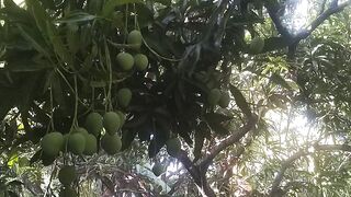 Bunch of Mango Fruits!