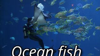 Beautiful fish under water