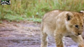 The life of a lion...the last scene