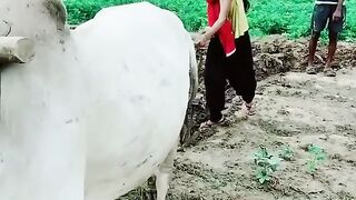 Banao