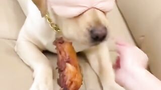 Funny dog