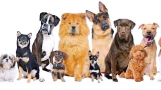 Some interesting facts about dogs that you don't know.