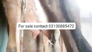 Cow for sale