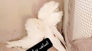 Pigeon for sale in Pakistan