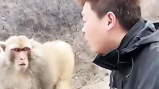 The monkey fight