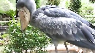 The strangest bird