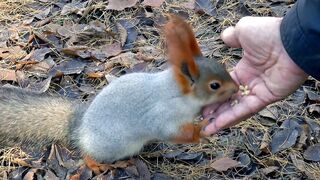 Animals photographed by chance