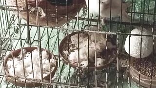 Australian parrot's in cage
