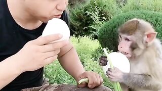 Cute monkey